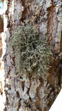 Usnea strigosa image