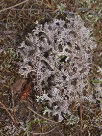 Cladia retipora image