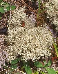 Cladonia confusa image