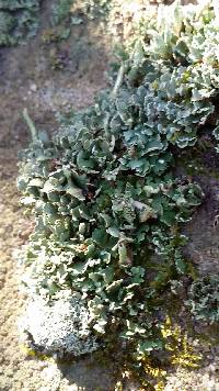 Cladonia coniocraea image