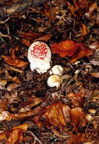 Amanita muscaria image