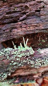 Cladonia coniocraea image