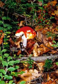 Amanita muscaria image