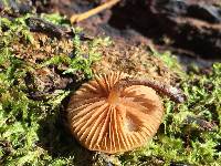 Galerina marginata image