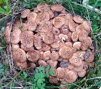 Armillaria tabescens image