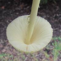 Leucocoprinus birnbaumii image