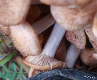 Armillaria tabescens image