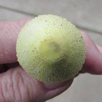 Leucocoprinus birnbaumii image