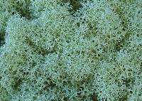 Cladonia confusa image