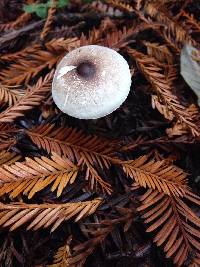 Image of Lepiota rubrotinctoides