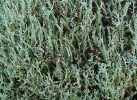 Cladonia confusa image