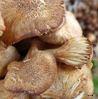 Armillaria tabescens image