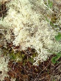 Cladonia rangiferina image