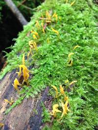 Image of Clavaria echinospora