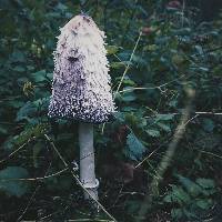 Coprinus comatus image