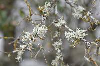 Evernia prunastri image
