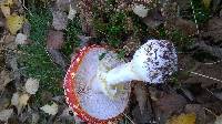 Amanita muscaria image