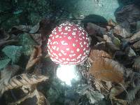 Amanita muscaria image