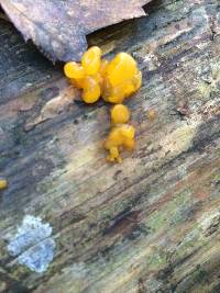 Tremella mesenterica image