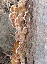 Trametes versicolor image