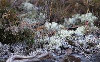 Cladonia rangiferina image