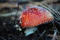 Amanita muscaria image