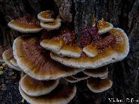 Ganoderma sessile image