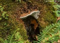 Ganoderma applanatum image