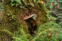 Ganoderma applanatum image