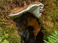 Ganoderma applanatum image