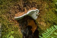 Ganoderma applanatum image