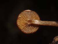 Galerina patagonica image