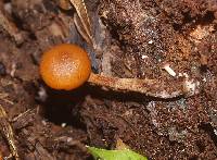 Galerina patagonica image