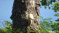 Volvariella bombycina image