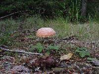 Amanita muscaria image