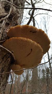 Polyporus squamosus image