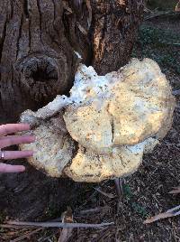 Laetiporus gilbertsonii image