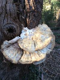 Laetiporus gilbertsonii image