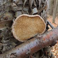 Fomitopsis betulina image