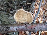 Fomitopsis betulina image