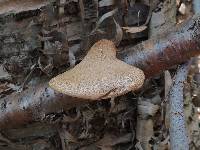 Fomitopsis betulina image