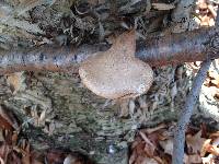 Fomitopsis betulina image