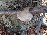 Fomitopsis betulina image