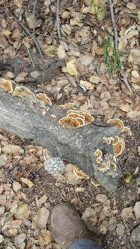 Trametes versicolor image