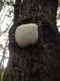 Hericium erinaceus image