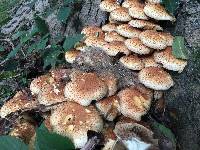 Pholiota squarrosa image