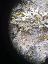 Physcia adscendens image