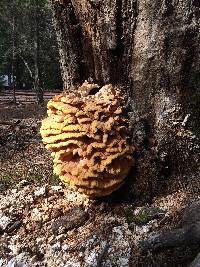 Laetiporus conifericola image