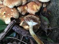 Pholiota squarrosa image