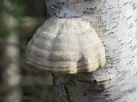 Fomes fomentarius image